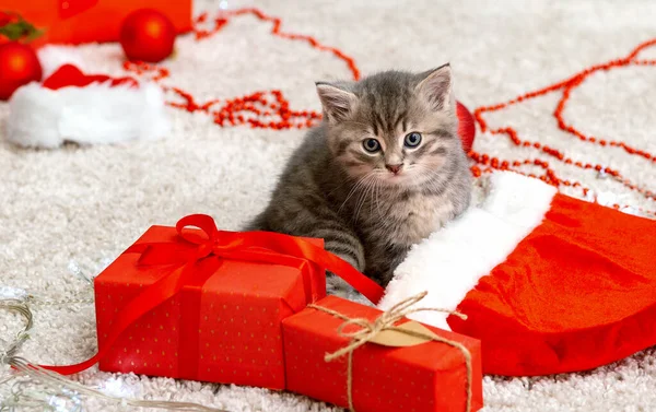 Lindo gatito tabby cerca del sombrero de Papá Noel de Navidad, luces de guirnalda, decoración de regalos de Navidad. Lindo gato bebé. Mascotas caseras en Año Nuevo —  Fotos de Stock