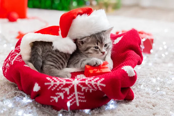 Kočička v klobouku Santa Clause. Vánoční kočka s červeným dárkem v blízkosti věnce — Stock fotografie
