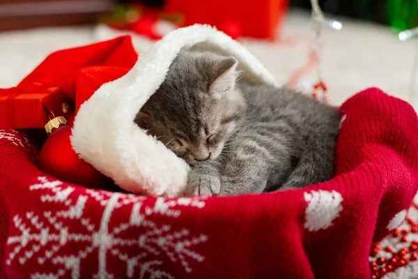 Portrét roztomilý tabby kotě s vánoční klobouk koule dárek vánoční výzdoba. Klobouk Santa Clause na hezké kočičce. Vánoční kočka spí v červeném koši. Domácí mazlíčci na Nový rok Vánoce. — Stock fotografie