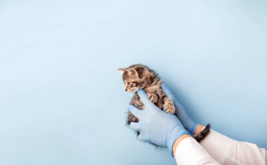 Kedi veteriner muayenesi. Doktorun elindeki çizgili gri kedi mavi arka planda. Yavru hayvan kontrolü, veteriner hayvan kliniğinde aşı. Sağlık hizmetleri evcil hayvanı. Boşluğu kopyala