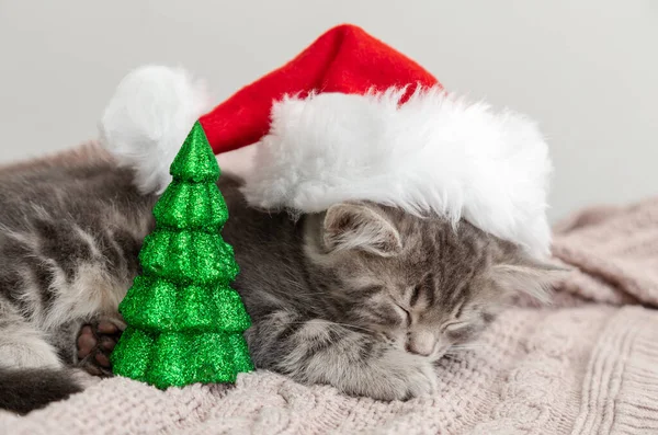 Weihnachtliches Katzenporträt, Kätzchen in Weihnachtsmannmütze schlafend neben Weihnachtsbaum-Miniatur. Neujahr grau gestromte Katze schläft auf rosa Plaid — Stockfoto