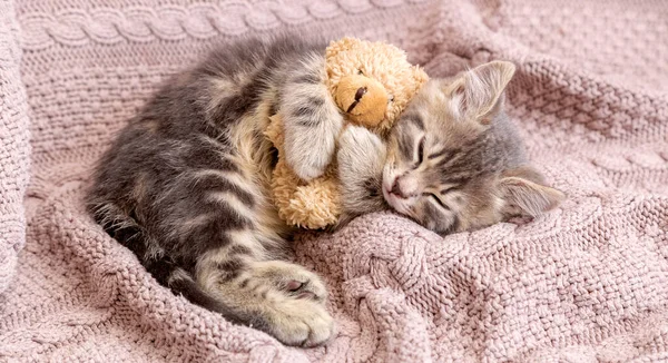 Baby katt sover på mysiga filt kramar en leksak. Fluffig tabby kattunge som snarkar bekvämt med nalle på stickad rosa säng. Lång web banner med kopieringsutrymme. — Stockfoto