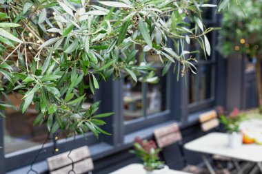 Şehir Kafe 'sinin arka planında, üzerinde fotokopi alanı olan yeşil bir ağaç çerçevesi. Vintage Europe 'da kafeterya terasında sandalyeli açık masa.