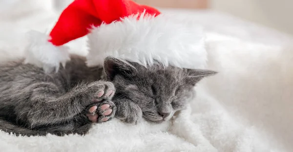 Vánoční kotě v Santa Claus klobouku spí na měkké načechrané bílé kostkované. Vánoční šedý britský kočičí portrét s růžovými tlapkami. Novoroční spící šedá kočička. Útulný kočičí spánek. Dlouhý proužek webu — Stock fotografie