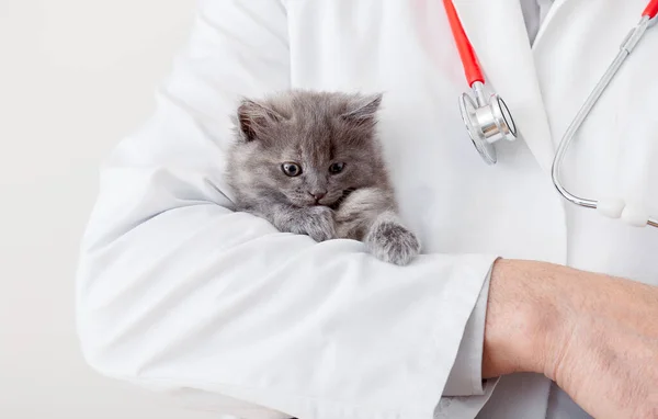 Scared fluffy gray kitten in doctor veterinarian hands in white uniform with stethoscope. Kitten cat portrait. White background. — Stock Photo, Image