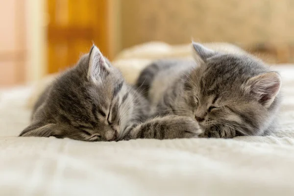 Zwei gestromte Kätzchen schlafen zusammen. Pretty Baby Cats Kids tierische Katze und kuscheliges Heimkonzept. Haustiere. Tierpflege. — Stockfoto