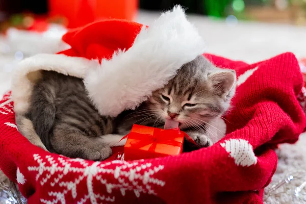 Gatito con sombrero de Papá Noel. Navidad gato lamiendo caja de regalo cerca de las luces de guirnalda. Cristmas presenta regalos de mascotas —  Fotos de Stock