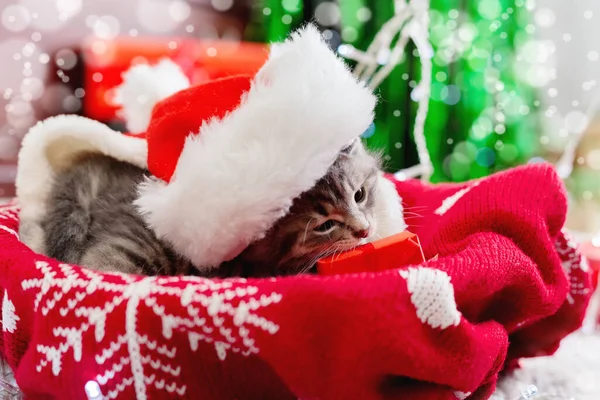 Noel Baba 'nın hediye kutusundaki kedi portresi. Kırmızı ekose üzerinde sevimli gri kedi yavrusu. Yeni doğmuş kedi yavrusu. Evcil hayvan yuvası. — Stok fotoğraf