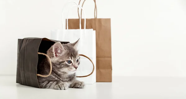 Pequeno gatinho de mesa está escondido em saco de papel. Gato em saco de entrega olhar lado no espaço para texto. Conceito de compra de compra. Banner web longo com espaço de cópia no fundo branco. — Fotografia de Stock