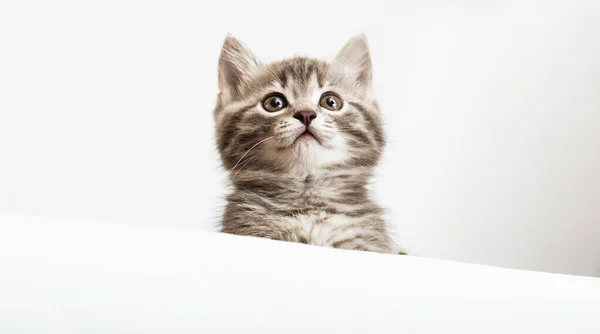 Pet kitten nieuwsgierig gluuren achter witte achtergrond. Tabby baby kat toont plaksjabloon. Kitten hoofd gluren over blanco wit bord bordje. Lange webbanner met kopieerruimte — Stockfoto