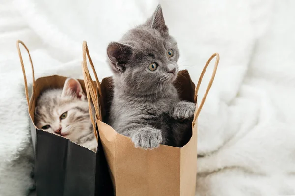 Adorable small tabby kittens are hiding in paper shopping bags. Cat looks out of paper bag. Gift on valentine day kitten in package surprise. Sale purchase concept. — Stock Photo, Image