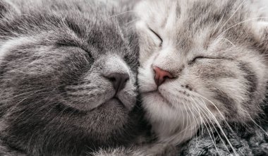 Mutlu kedicikler birlikte uyur, rahatlar. Birbirlerine aşık kedi ailesi. Sevgililer Günü için sevimli kedi burunları. Uzun web afişi yakın. Evcil hayvan rahat bir şekilde uyuyor.