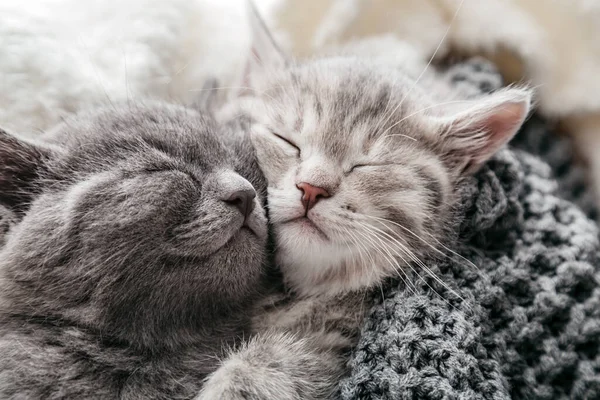 Paar schlafender Kätzchen am Valentinstag. Katzennasen aus nächster Nähe. Familie schlafender Kätzchen umarmen und küssen.Katzen schlafen gemütlich zu Hause. — Stockfoto