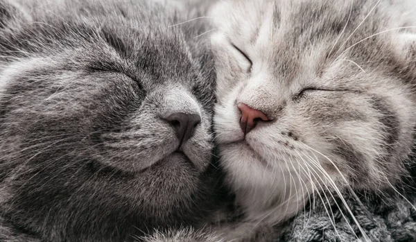 Zwei glückliche Kätzchen schlafen entspannt zusammen. Verliebte Kätzchenfamilie. Entzückende Kätzchen-Nasen zum Valentinstag. Lange Webbanner aus nächster Nähe. Gemütliches Haustier schläft bequem — Stockfoto