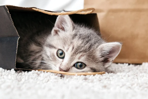 Adorável gatinho pequeno tabby está escondido em saco de compras de papel. Presente para mulher no dia dos namorados gatinho no pacote surpresa. Conceito de compra de venda. Gato no saco de entrega em casa no tapete — Fotografia de Stock