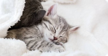 Şirin tekir kedicik beyaz yumuşak battaniyenin üzerinde uyuyor. Kediler yatakta kestirirler. Sevgililer gününde kedi sevgisi ve arkadaşlık. Rahat hayvanlar rahat evlerinde uyurlar. Kopyalama alanı olan uzun web pankartı