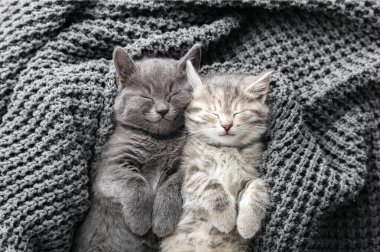 Gri yumuşak örgü battaniyenin üzerinde uyuyan birbirine aşık kedi yavruları. Kediler yatakta kestirirler. Sevgililer gününde kedi sevgisi ve arkadaşlık. Rahat hayvanlar rahat evlerinde uyurlar. Üst görünüm