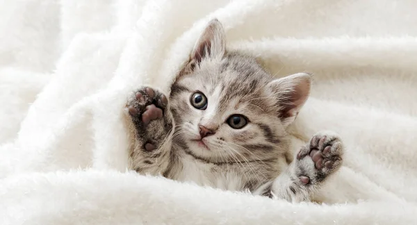 Mignon portrait de chaton tabby avec pattes dormant sur une couverture douce blanche. Repose-chat faisant la sieste au lit. Confortable animal de compagnie dormant dans une maison confortable. Longue bannière web. — Photo