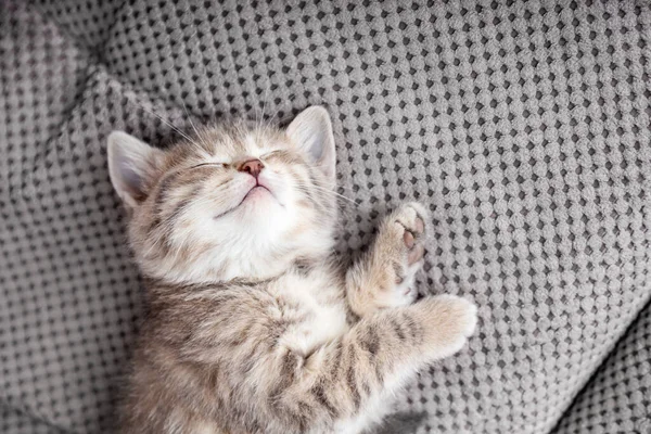 Lindo gatito tabby se encuentra en gris suave sofá manta. Descanso de gato durmiendo en la cama. Cómoda mascota durmiendo en una acogedora casa. Vista superior con espacio de copia — Foto de Stock