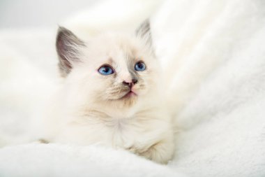 Mavi gözlü beyaz kedi yavrusu, gri kulaklı. Güzel pofuduk beyaz kedi yavrusunun portresi. Kedi yavrusu beyaz ekose üzerinde yatar ve yukarı bakar. Boşluğu kopyala