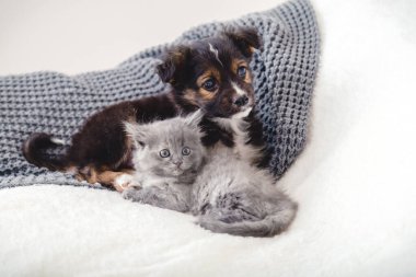 Yavru kedi ve yavru köpek. İki küçük hayvan grubu yatakta yan yana yatıyor. Mutlu gri kedi ve siyah köpek yavrusu evde beyaz battaniyenin üzerinde. Kedi köpek arkadaşlar. Güzel hayvan çocuklar.