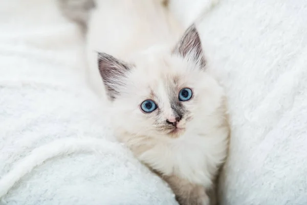 Retrato de hermoso gatito blanco esponjoso con ojos azules en manta blanca. Gato animal bebé gatito con grandes ojos se sienta en blanco cuadros y mirando en cámara — Foto de Stock