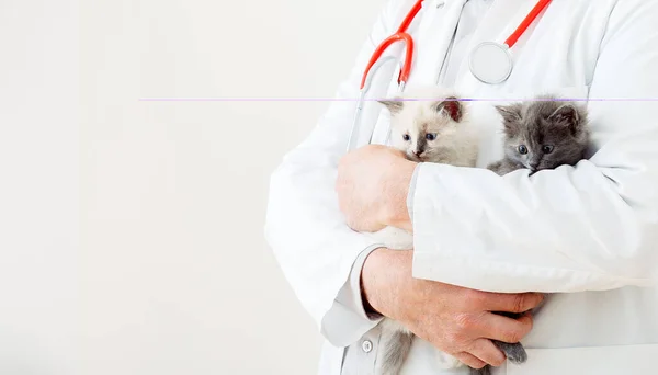 Katter i Veterinärers händer. Läkare veterinär undersöker många kattungar. Däggdjur katter på veterinärkliniken. Veterinärmedicin för husdjur och katter. Ett kattdjursporträtt. Kopiera utrymme — Stockfoto