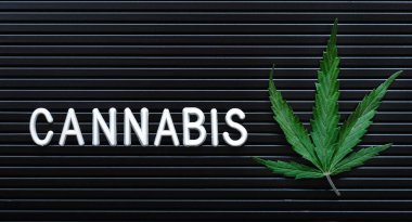 Esrar metinleri ve siyah çizgili arka planda yeşil kenevir yaprağı. Tıbbi marihuana bitkisi. Kenevir Sativa. Kopya alanı olan modaya uygun uzun web afişi. Ot yasallaştırma.