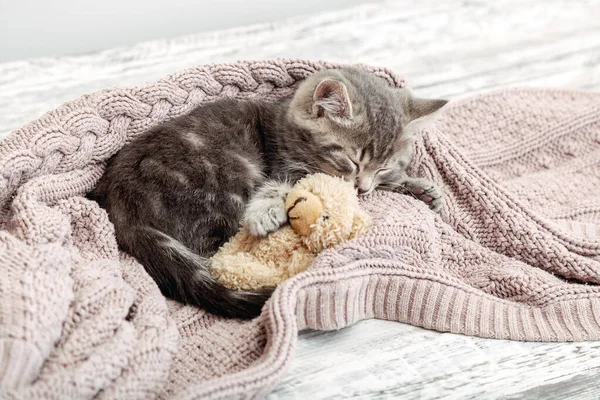 Baby cat sleeps on cozy blanket hugs a toy. Fluffy tabby kitten snoozing comfortably with teddy bear on knitted pink bed. Copy space. — Stock Photo, Image