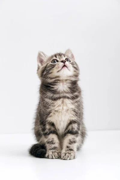 Niedliches graues Katzenkind mit interessiertem, fragendem Gesichtsausdruck schaut im Kopierraum auf. Kleines gestromtes Kätzchen auf weißem Hintergrund. Vertikales Format — Stockfoto