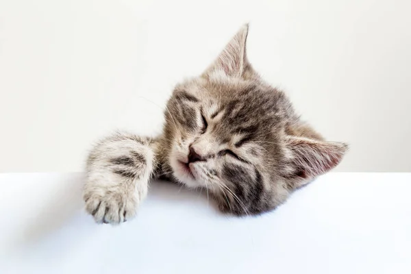 Gattino che dorme sopra un cartello bianco bianco. Testa di gattino con pisolino dietro lo sfondo bianco con spazio per la copia. Tabby gatto bambino sul modello di cartello — Foto Stock