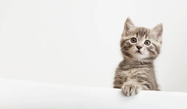 Kätzchenkopf mit hochgezogener Pfote, der über ein leeres weißes Schild lugt. Haustierkätzchen, neugierig hinter weißem Hintergrund guckend. Tabby Baby Cat zeigt Plakatvorlage mit Kopierraum. — Stockfoto