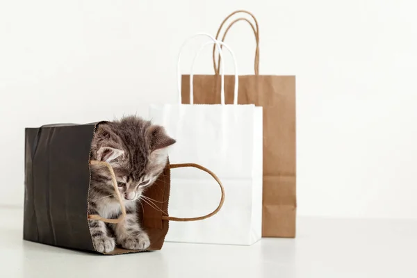 Gatinho bonito tabby está escondido em saco de compras de papel. Gato no saco de entrega olhar para baixo. Conceito de compra de venda de compras com espaço de cópia no fundo branco. — Fotografia de Stock