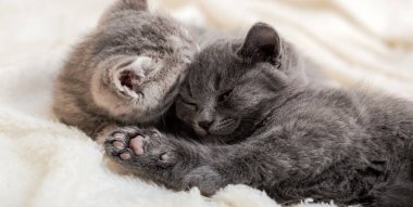 Birkaç tüylü kedi yavrusu beyaz battaniyenin üzerinde rahatlıyor. Küçük gri bebek ve evde uyuyan sevimli tekir kedicik. Yavru kediler dinleniyor. Hayvan evcil kediler yatağa uzanır. Uzun web pankartı