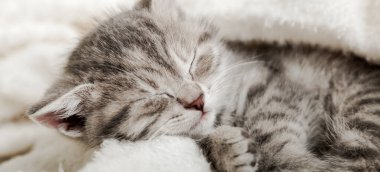 Şirin tekir kedicik beyaz yumuşak battaniyenin üzerinde uyuyor. Kediler yatakta kestirirler. Rahat hayvanlar rahat evlerinde uyurlar. Uzun Ağ Pankartı Kapat.