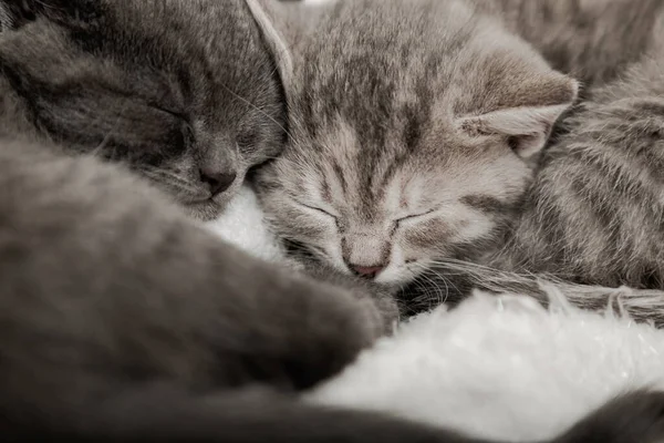 Un par de gatitos mullidos duermen sobre una manta. Pequeño bebé gris y tabby adorable gato en el amor están abrazando. Acogedor gatitos dormidos bozales. Retrato animal de mascotas Primer plano. — Foto de Stock
