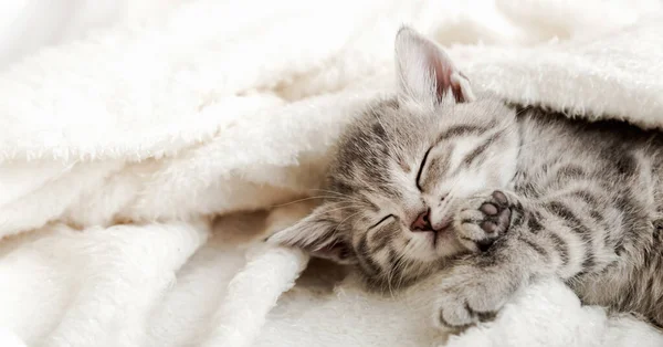Cute tabby kitten sleep on white soft blanket. Cats rest napping on bed. Comfortable pets sleep at cozy home. Long web banner.