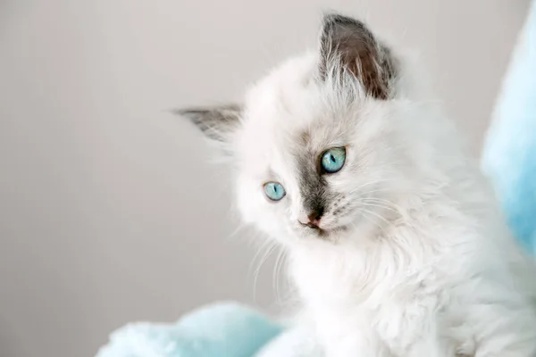 Gatinho branco bonito com olhos azuis. Gato garoto animal com interessado, pergunta expressão facial olhar lado no espaço de cópia. Pequeno gatinho branco no fundo branco. — Fotografia de Stock