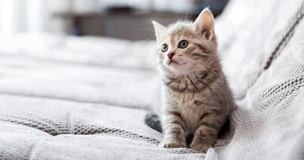 Kedi portresi. Kedi gri kanepede oturuyor ve fotokopi alanının kenarına bakıyor. Kedi istirahati yatakta dinlenir. Evcil hayvan rahat bir evde oturuyor. Kopyalama alanı olan uzun web pankartı — Stok fotoğraf