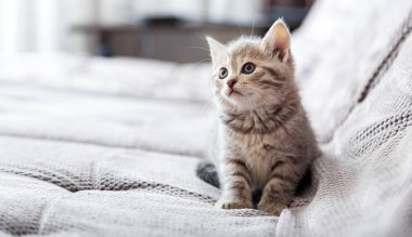 Kedi portresi. Kedi gri kanepede oturuyor ve fotokopi alanının kenarına bakıyor. Kedi istirahati yatakta dinlenir. Evcil hayvan konforlu bir evde oturuyor. Kopyalama alanı olan uzun web pankartı