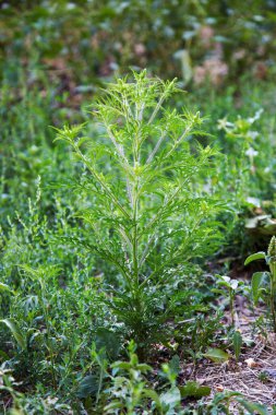Çiçek açan Ambrosia çalısı. Ragweed bitki alerjisi, zehirli çayır otları. Ragweed Ambrosia 'ya alerji. Çiçek açan polen artemisiifolia çayırdaki tehlike alerjisidir..