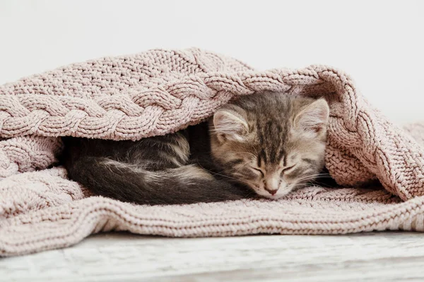 Baby katt hoprullad och sova på mysiga rosa filt. Fluffig tabby kattunge som snarkar bekvämt på stickad säng. Kattungen ljuger, slappnar av — Stockfoto