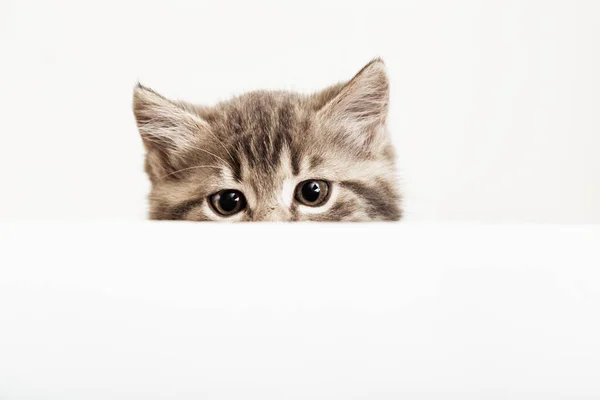 Cabeza de gatito asomándose sobre un cartel blanco en blanco. Gatito mascota curiosamente asomándose detrás de fondo de banner blanco con espacio de copia. Gato bebé tabby en plantilla de pancarta. — Foto de Stock