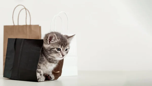 Small tabby kitten is hiding in paper shopping bag. Gift for woman on valentine day kitten in package surprise. Sale purchase concept. Cat in delivery bags. Long web banner with copy space. — Stock Photo, Image