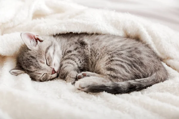 Tabby kitten sleep curled up on white soft blanket. Cat rest napping on bed. Comfortable pets sleep at cozy home. — Stock Photo, Image