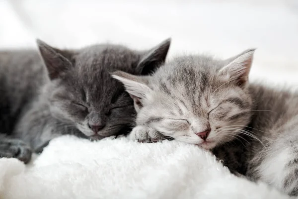 Couple happy kittens sleep relax together. Kitten family in love. Adorable kitty noses for Valentine s Day. Cozy home animal sleeping comfortably — Stock Photo, Image