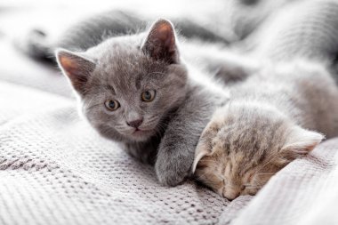 Uyanık, neşeli gri kedi yavrusu uyuyan soyulmuş kediyi uyandırmaya çalışıyor. Yavru kediler sıcak bir evde dinleniyorlar. Birkaç tüylü kedi yavrusu gri kanepede yatar. Evcil Kediler Uyuyan Kediler.