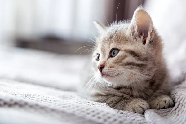 Kedi portresi. Kedi, fotokopi odasındaki gri kanepeye uzanıyor. Kedi istirahati yatakta dinlenir. Evcil hayvan rahat bir evde yatıyor.