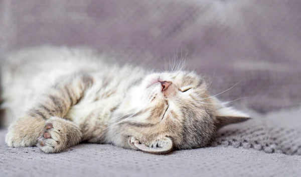 Carino gattino tabby si trova sul divano morbido grigio. Il gatto riposa sul dorso pisolino sul letto. Comodo animale domestico che dorme in casa accogliente. Banner web lungo — Foto Stock