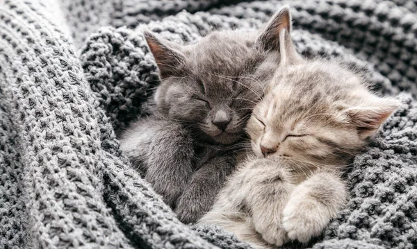 Couple cute kittens in love sleeping on gray soft knitted blanket. Cats rest napping on bed have sweet dreams. Feline love friendship on valentine day. Comfortable pets sleep at cozy home. Long banner — Stock Photo, Image
